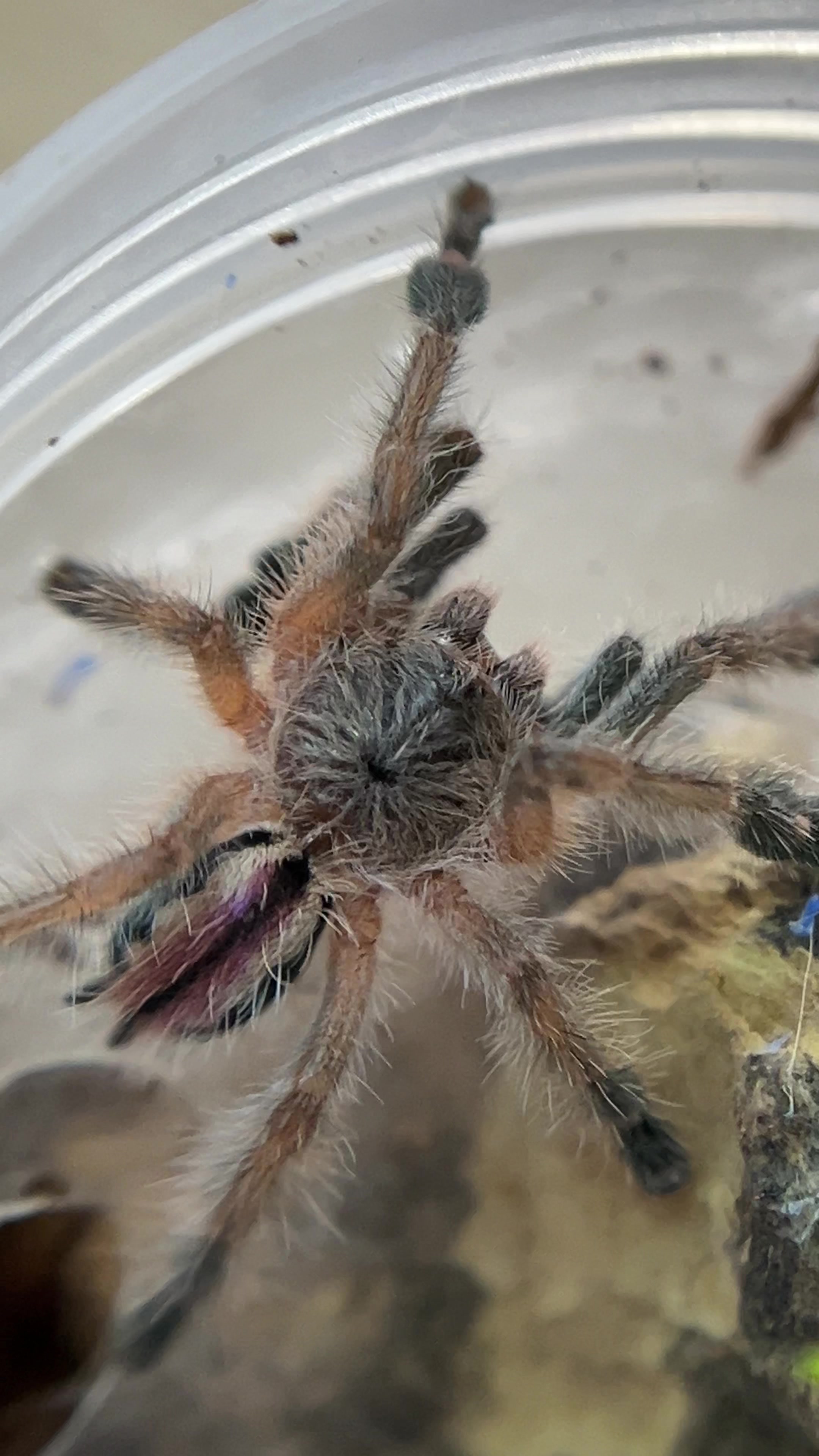 @Tori Spiders