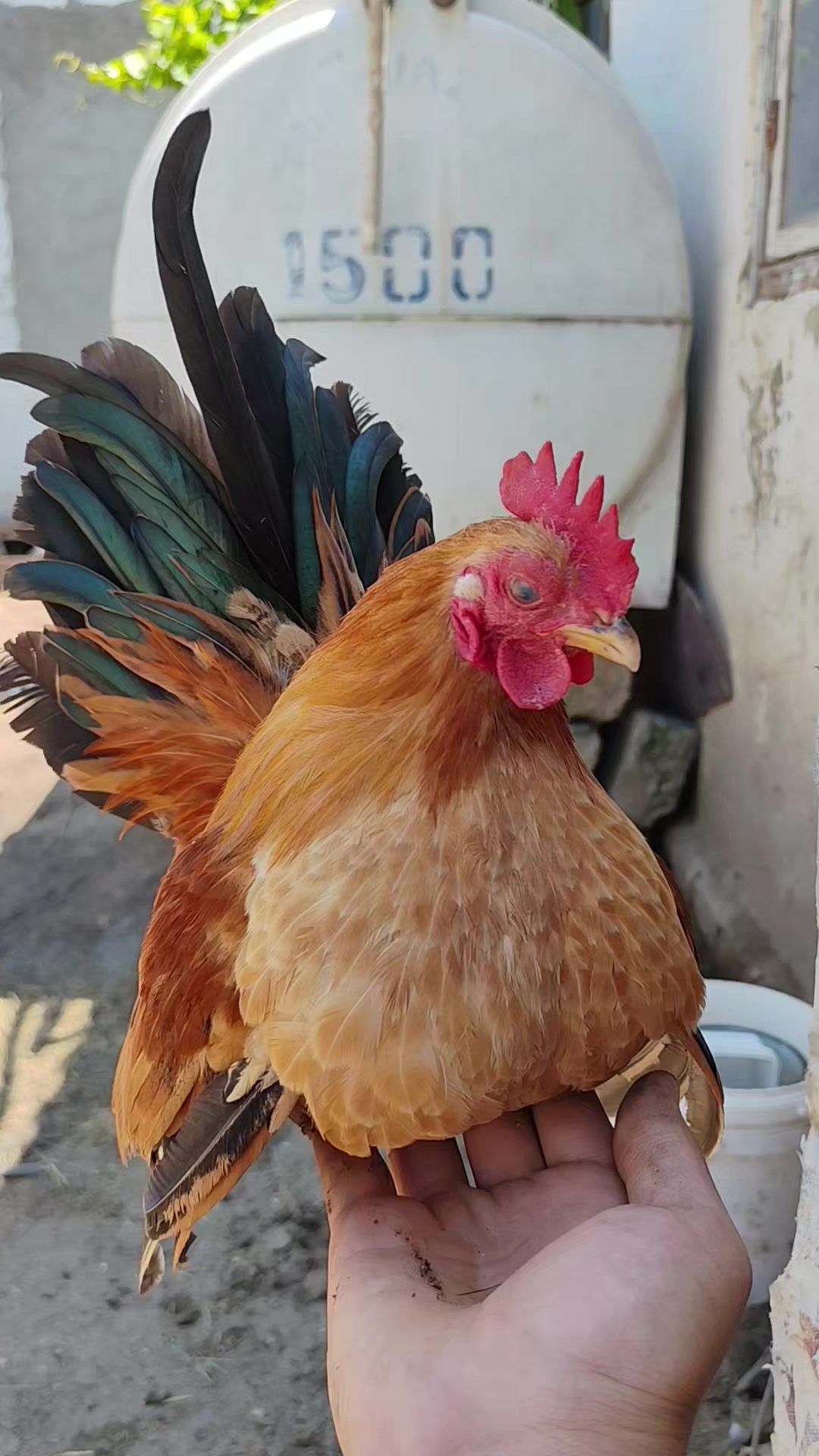 @MAŞTAĞA_QUŞCULUĞ