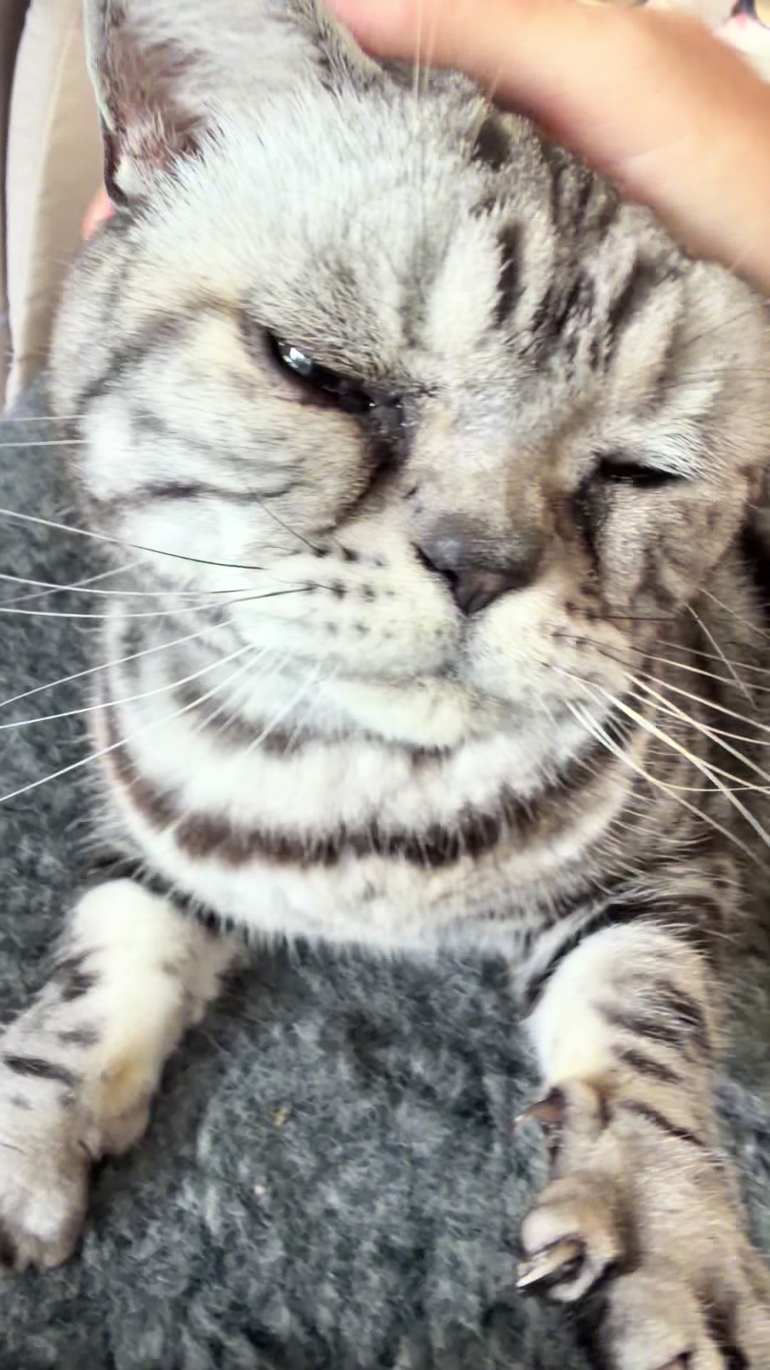 @Herongate Village Cattery