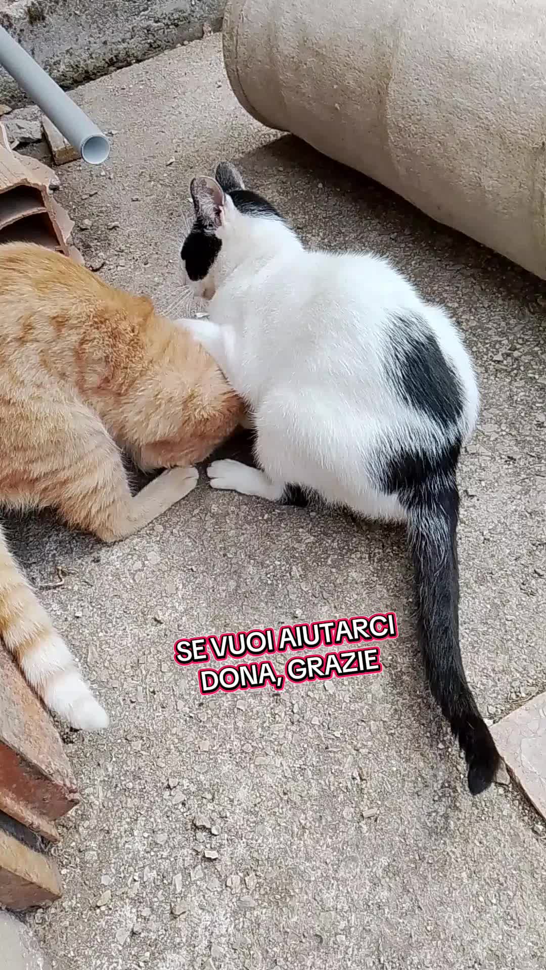 @Biagio Nasti Pelosisos