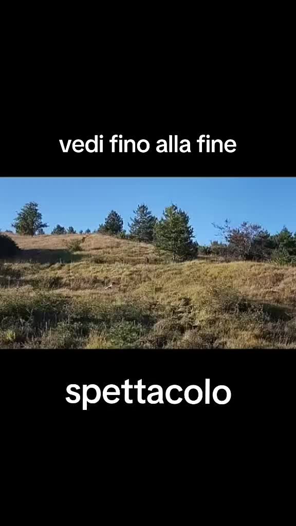 @il cinghiale di tiktok