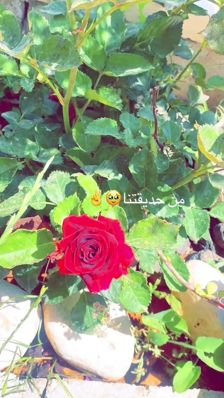 @توته ملتوته🍓☺️✌️