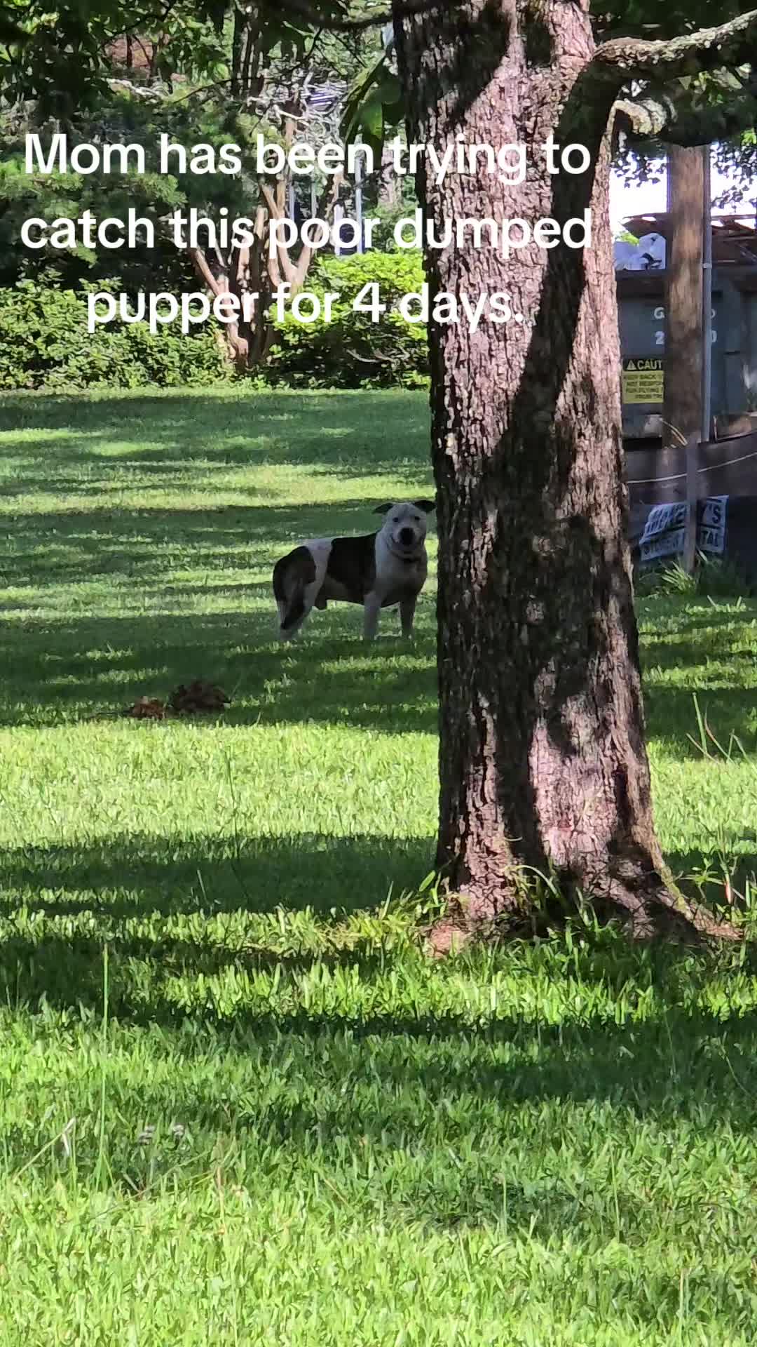 @Jasper_The_Dobiehoula
