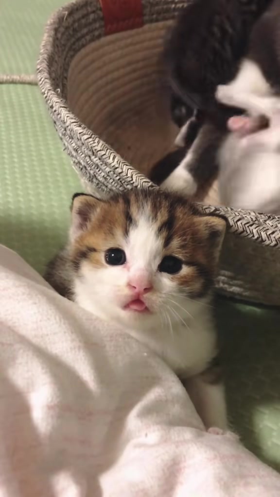 @catbosssss