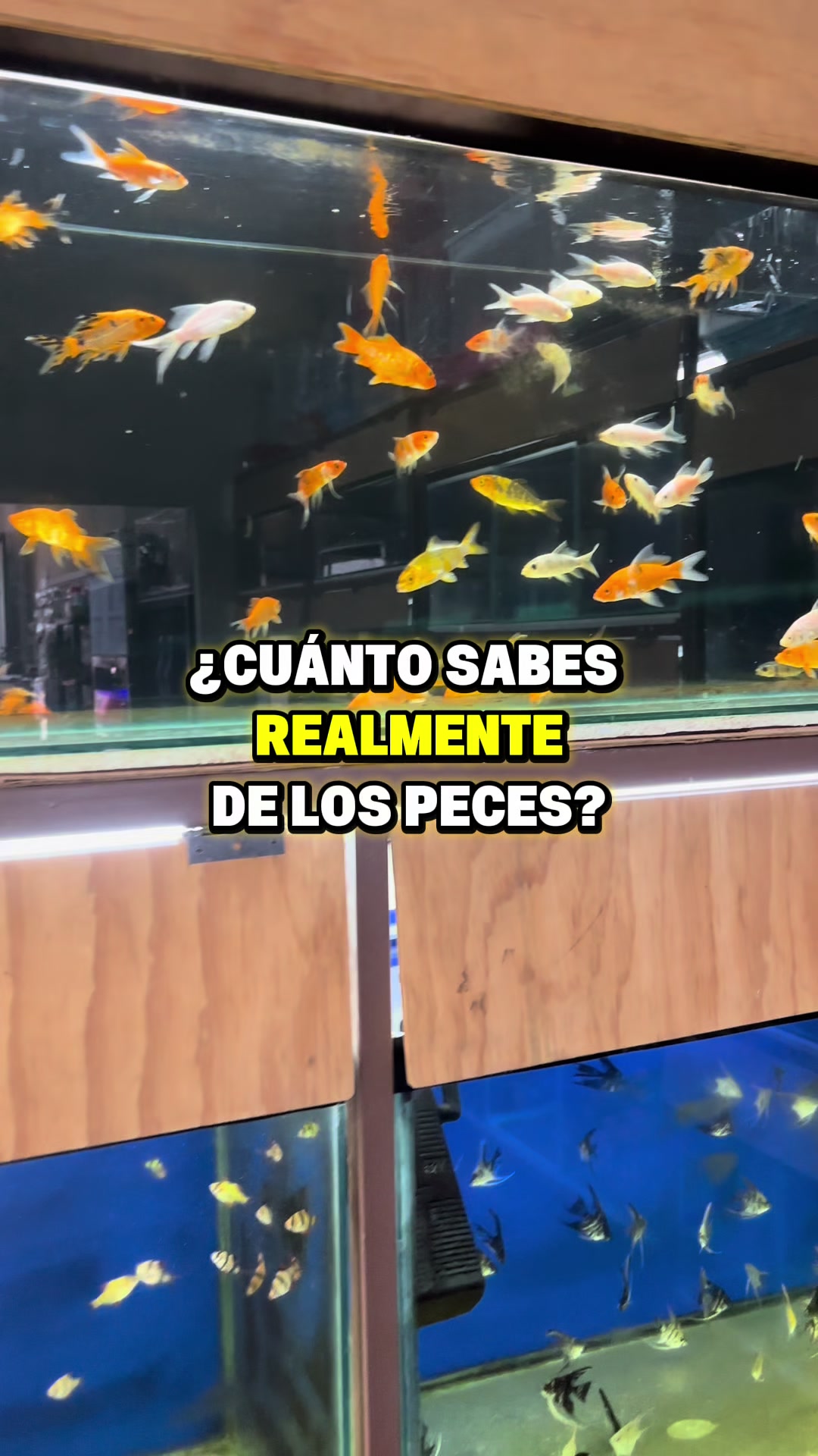 @Acuario Fish Lovers