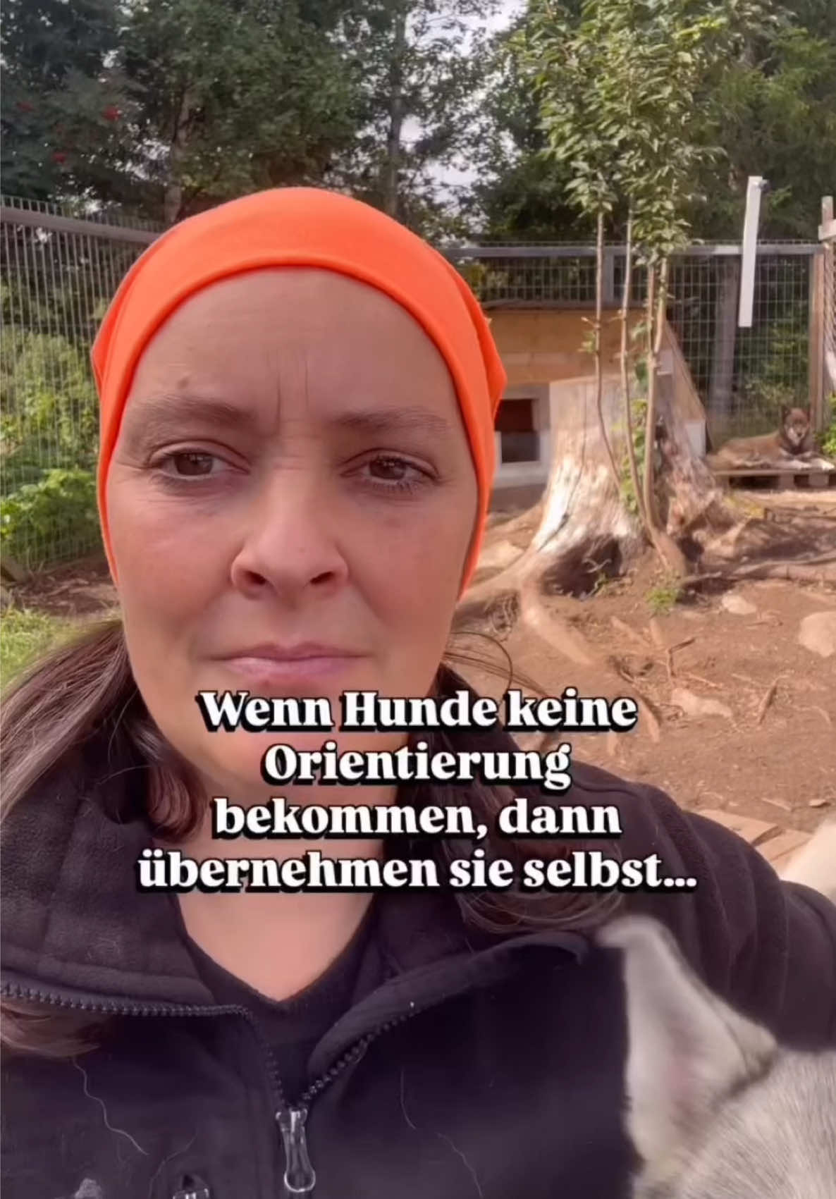 @Mehrere Hunde, ein Team!