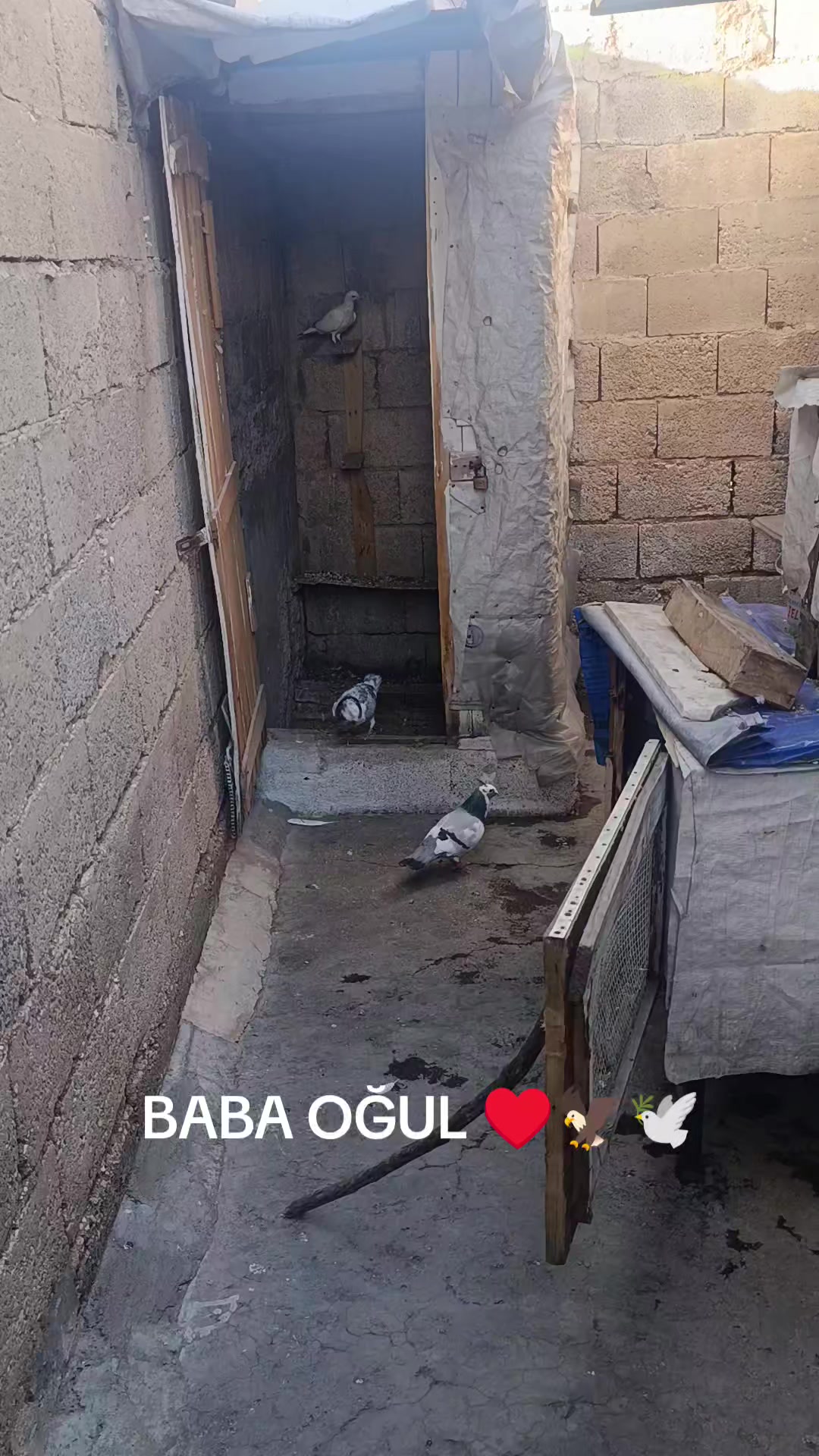 @Hasan &Ccedil;i&ccedil;ek 63