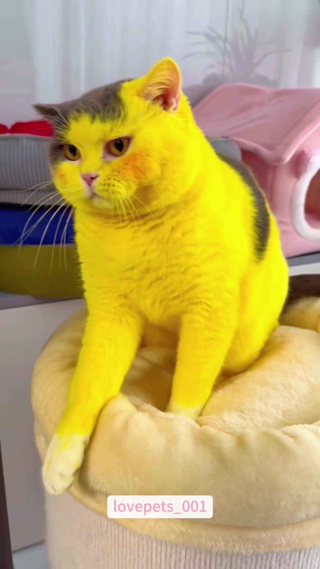 @lovepets_001