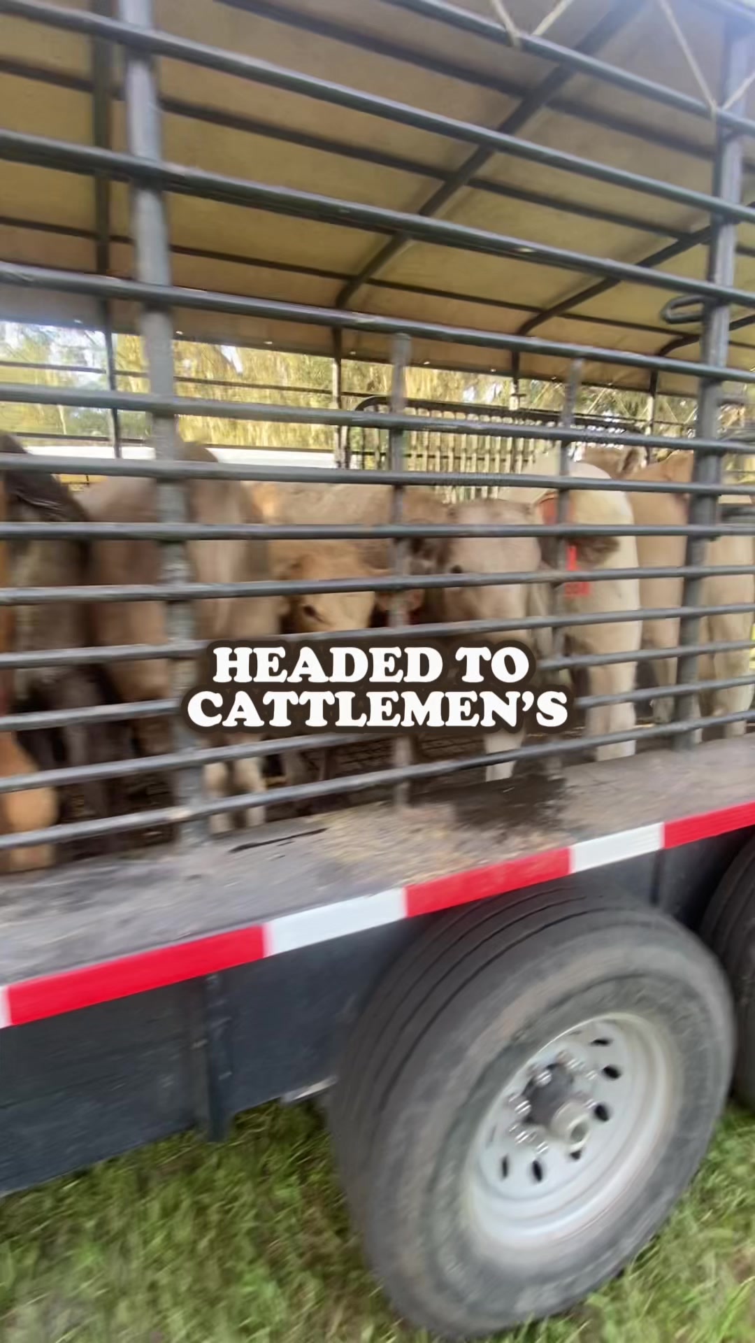 @Cattlemen’s Livestock Market