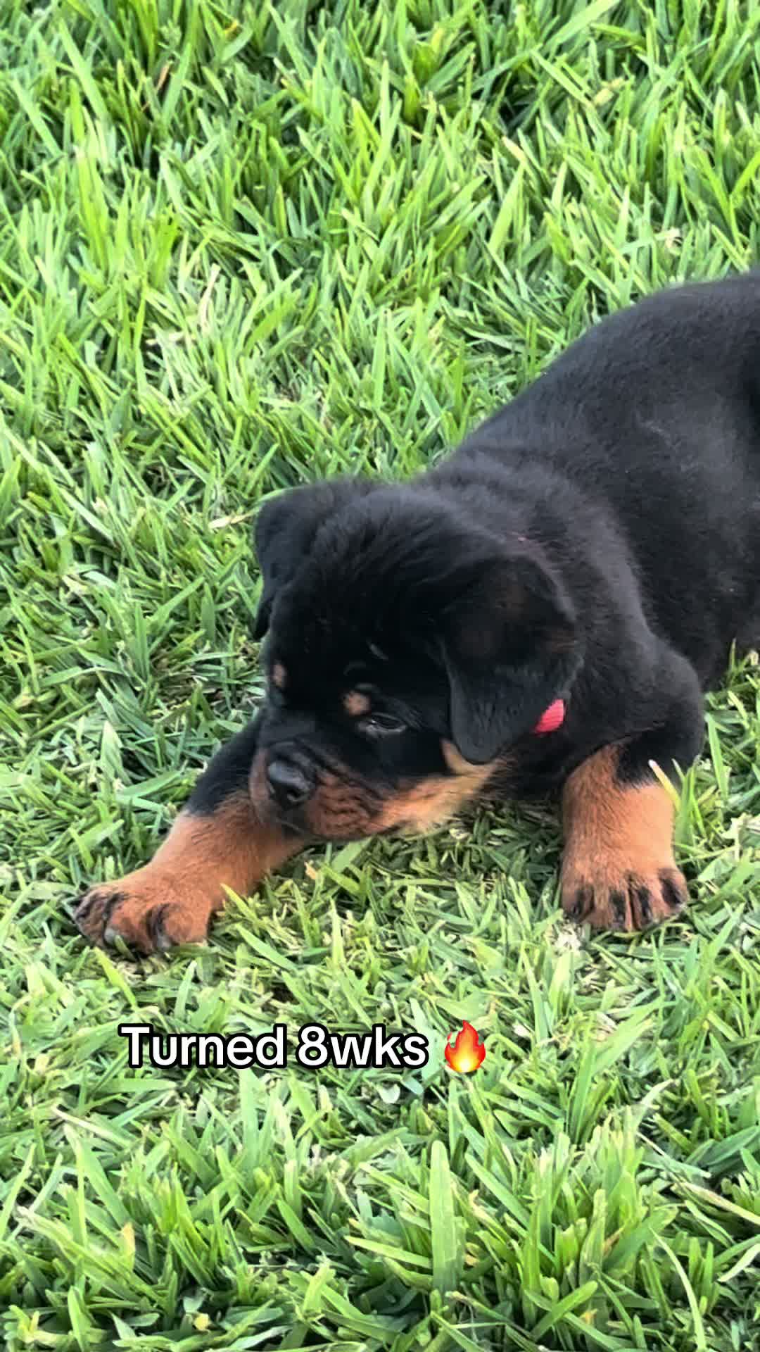 @King Rottweilers Kennel