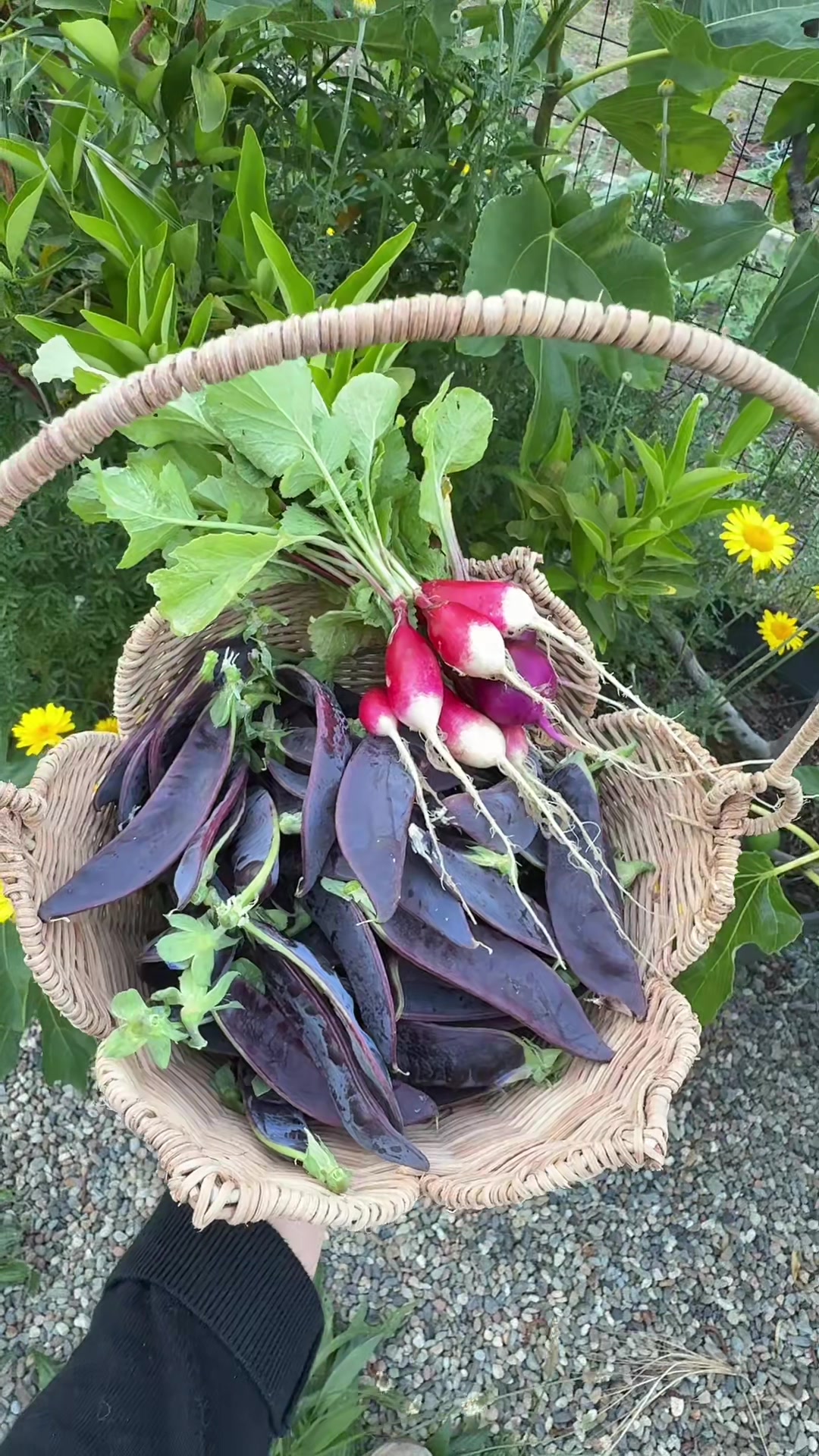@Gardening&ensp;with&ensp;Tara