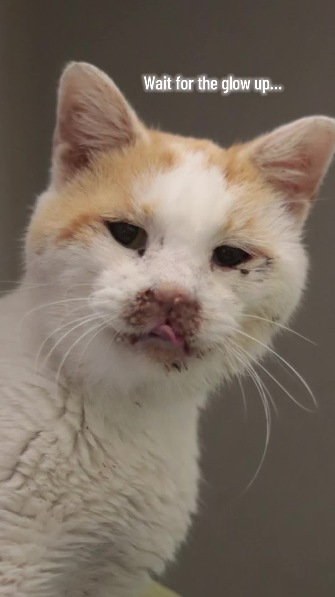 @PAWS