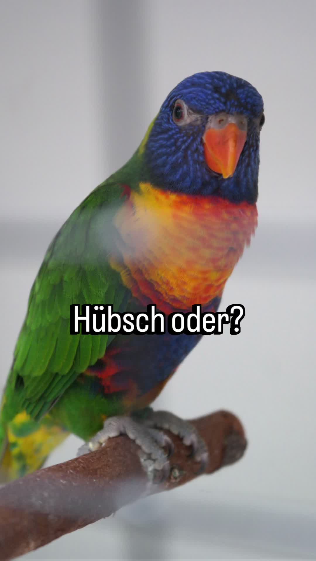 @TierheimKR