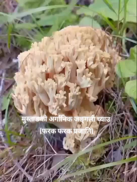 @Mahendra Shahi