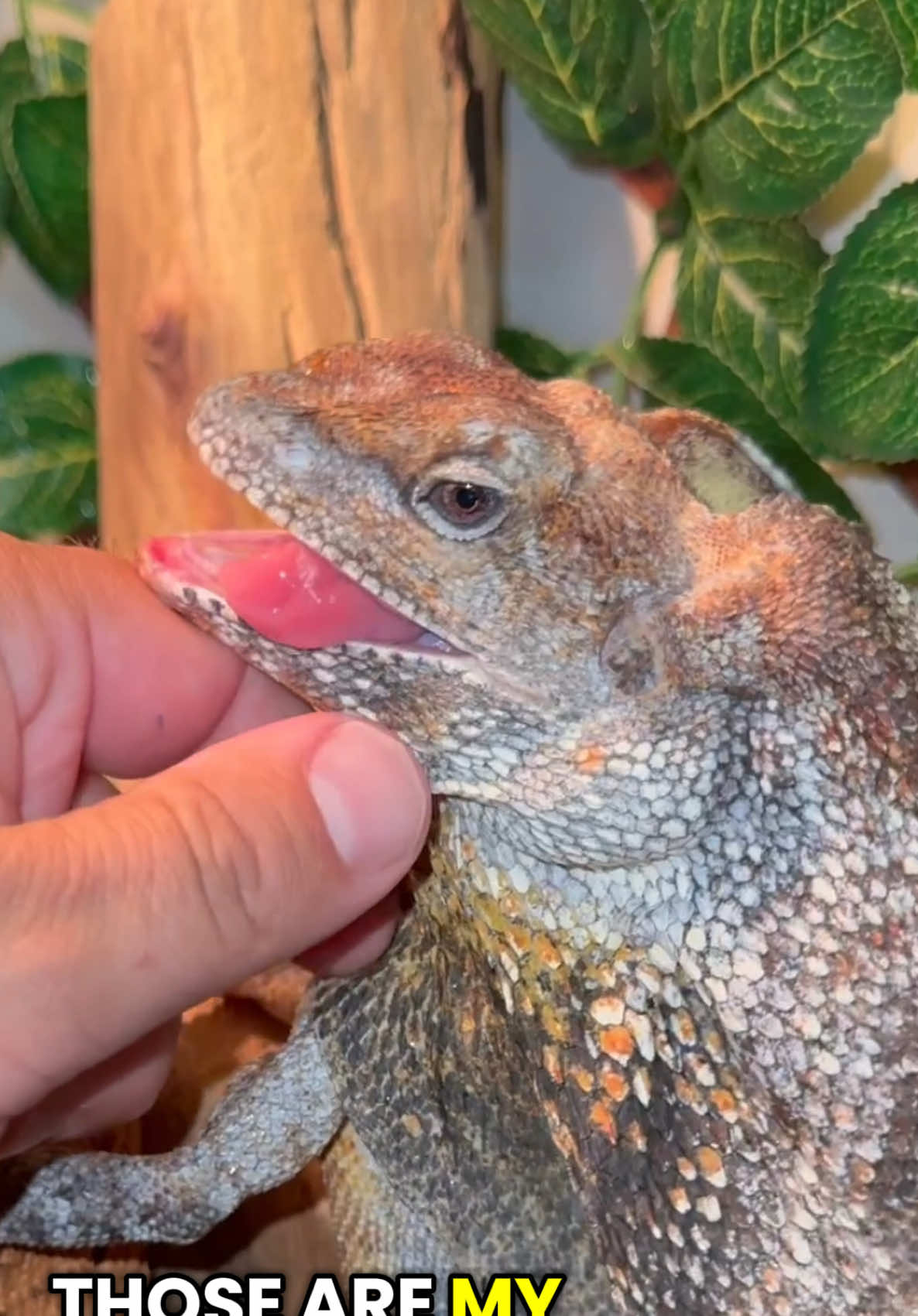 @Tommys_reptiles