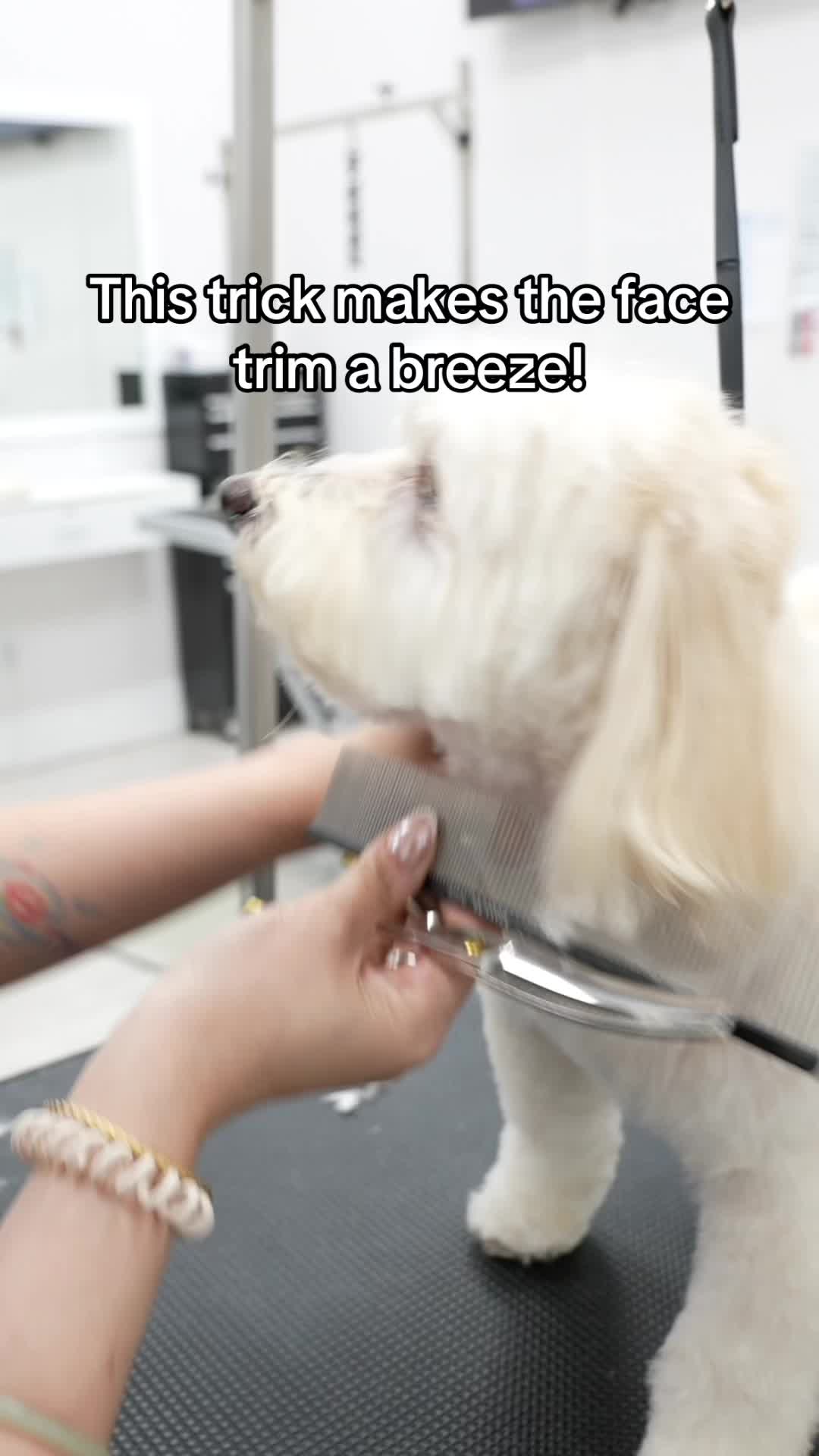 @NorCal Grooming Academy