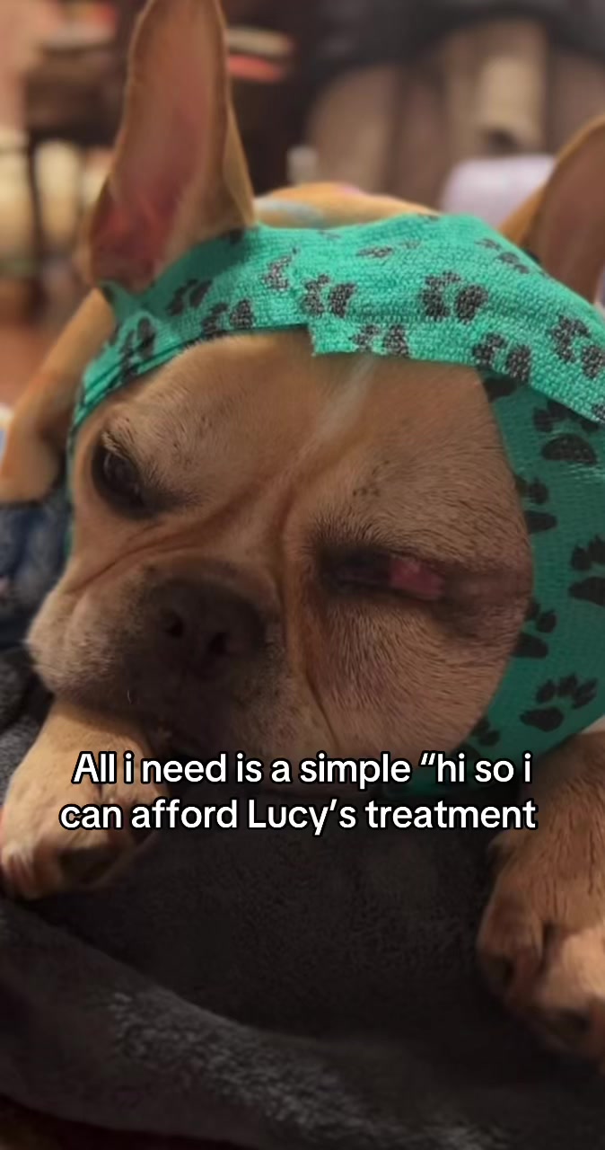 @Surgery for Lucy0