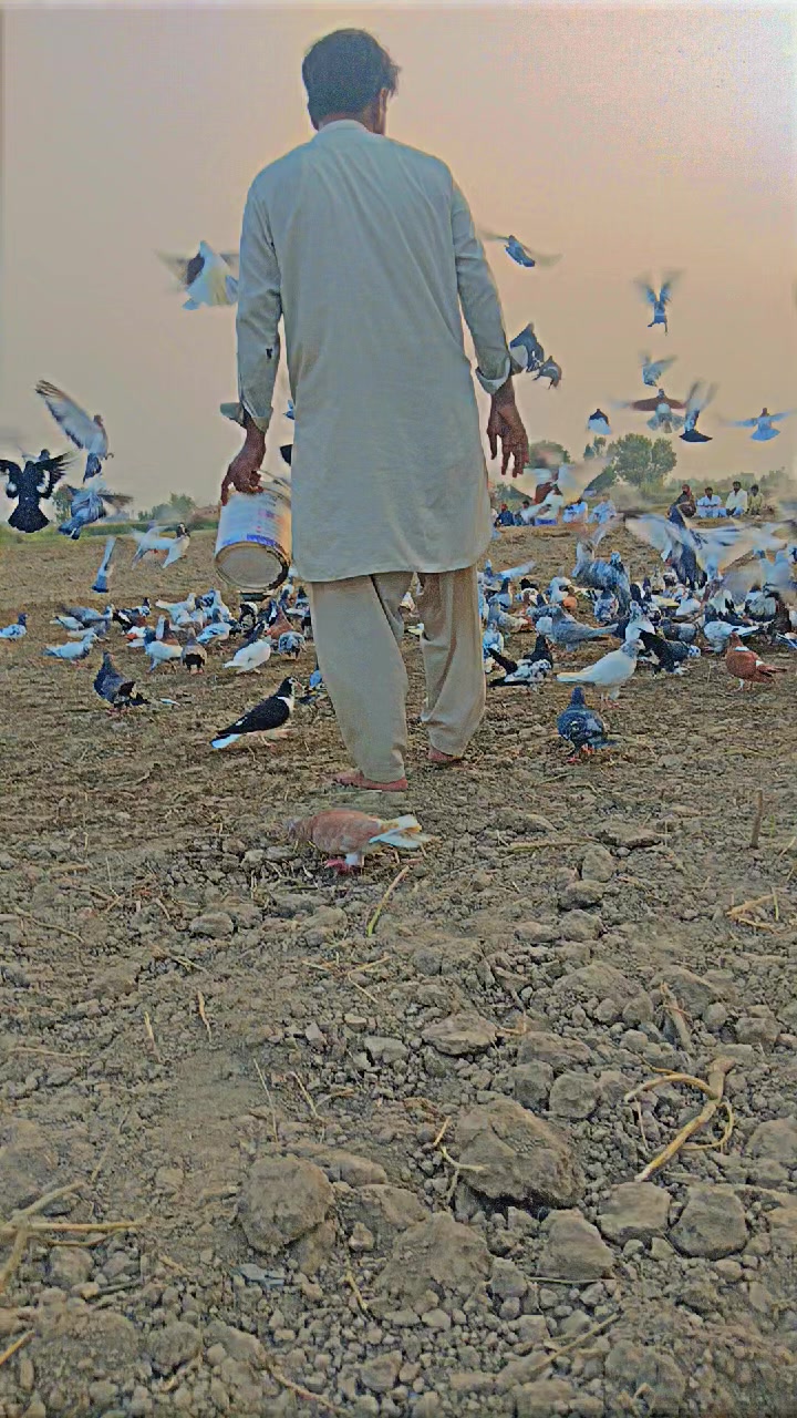 @عدیل رحمن لیہ وال کبوتر باز