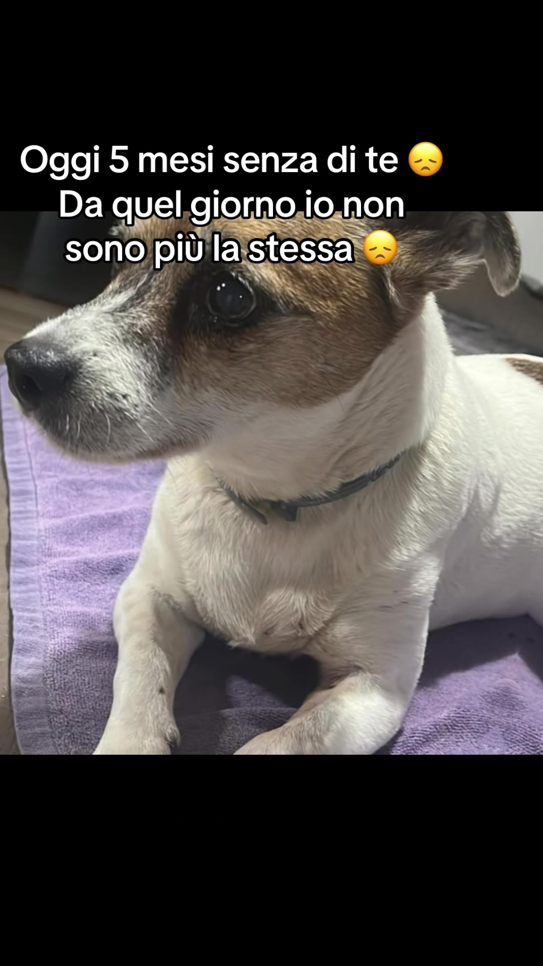 @Tanya Volontaria Animalista