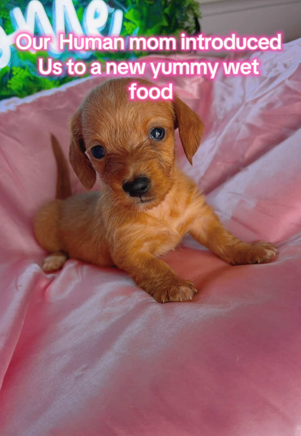 @MyDitzyDoxiesOfFlorida