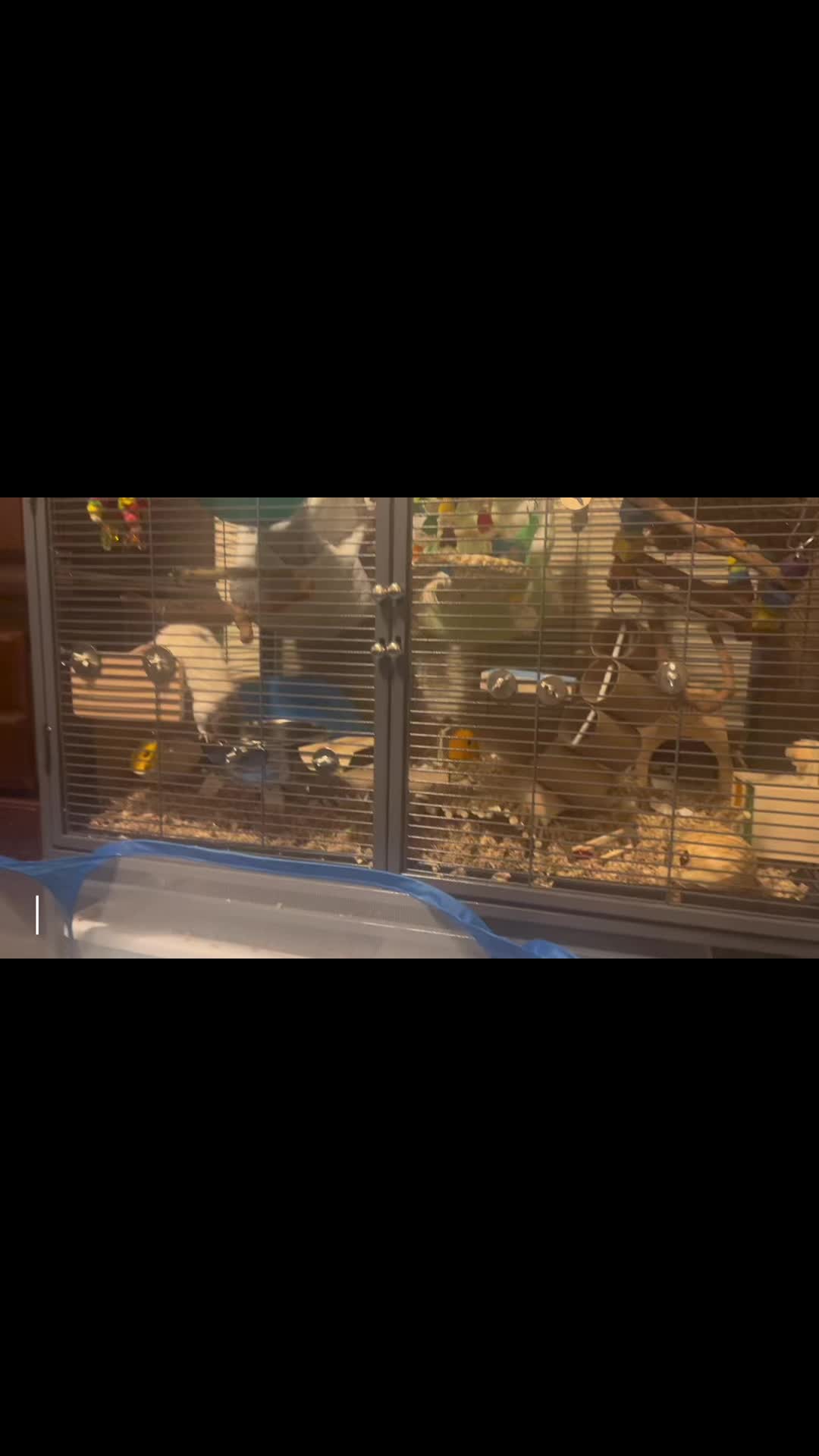 @green 🐀🫧