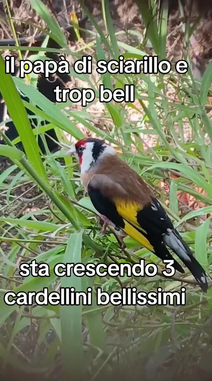 @Leonardo Dellacorte