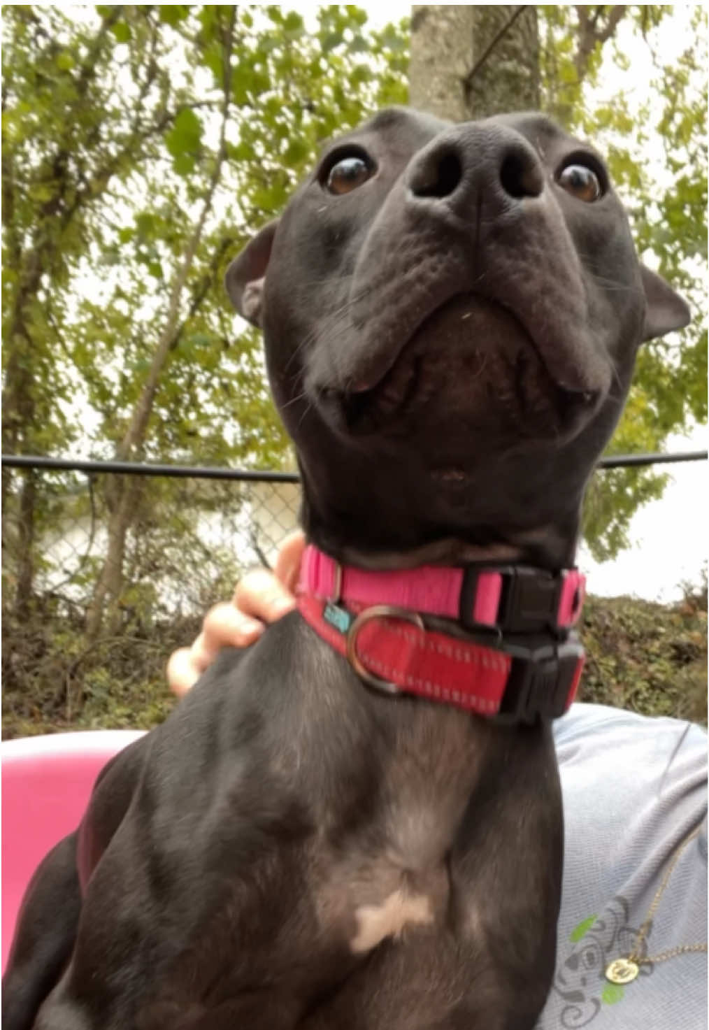 @Lynchburg Humane Society