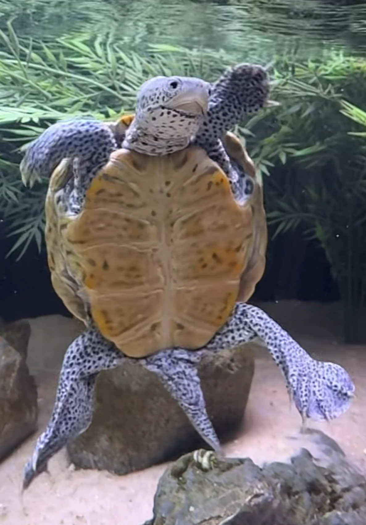 @Tommys_reptiles