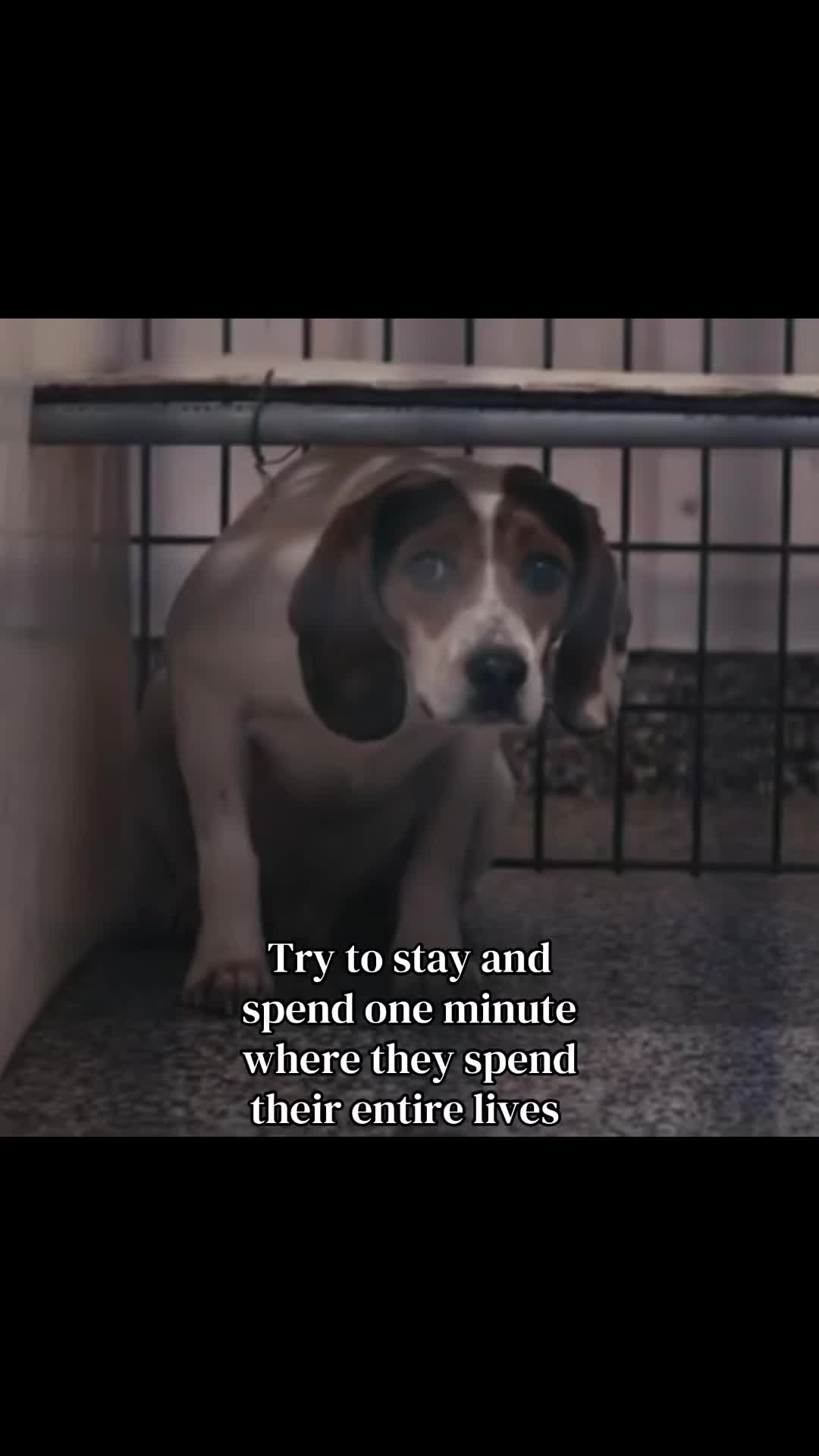 @animalrightsdaily