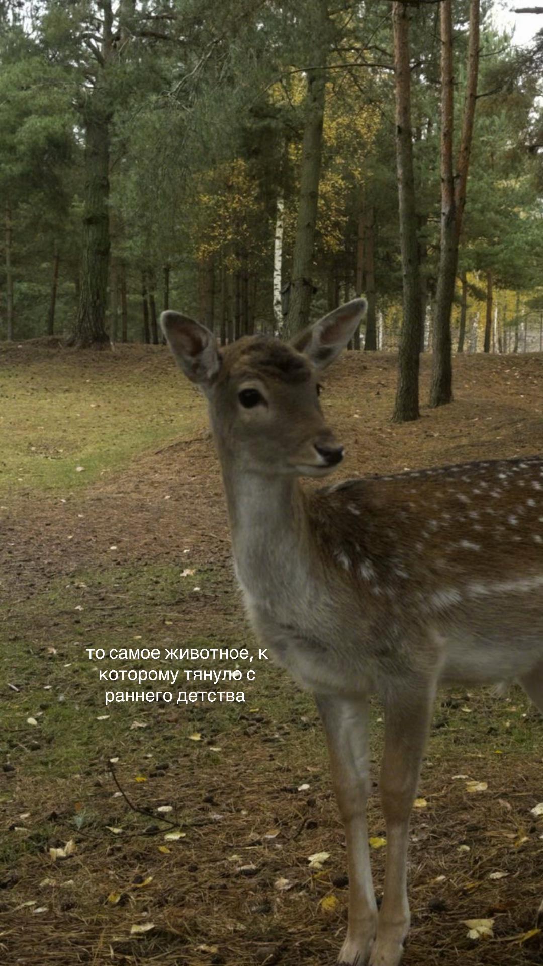 @🦌𝒀𝒍𝒊𝒂𝒏𝒂.ೃ࿔*