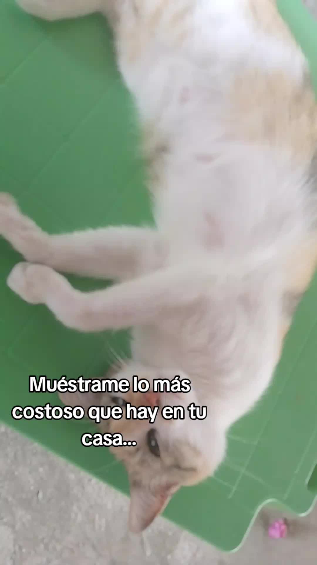 @Brenda Carolina Olmos
