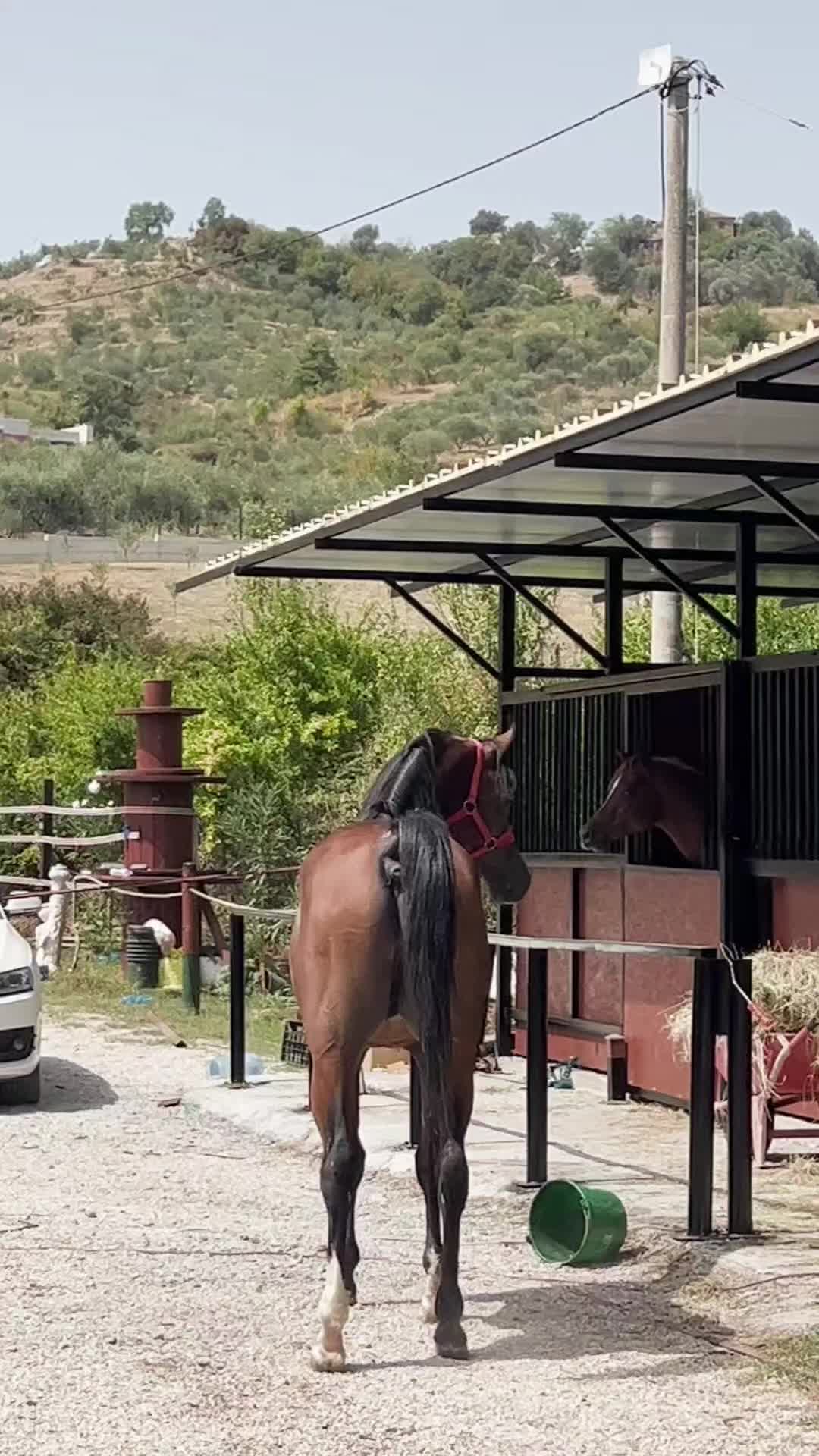 @Horse Training Center Albania