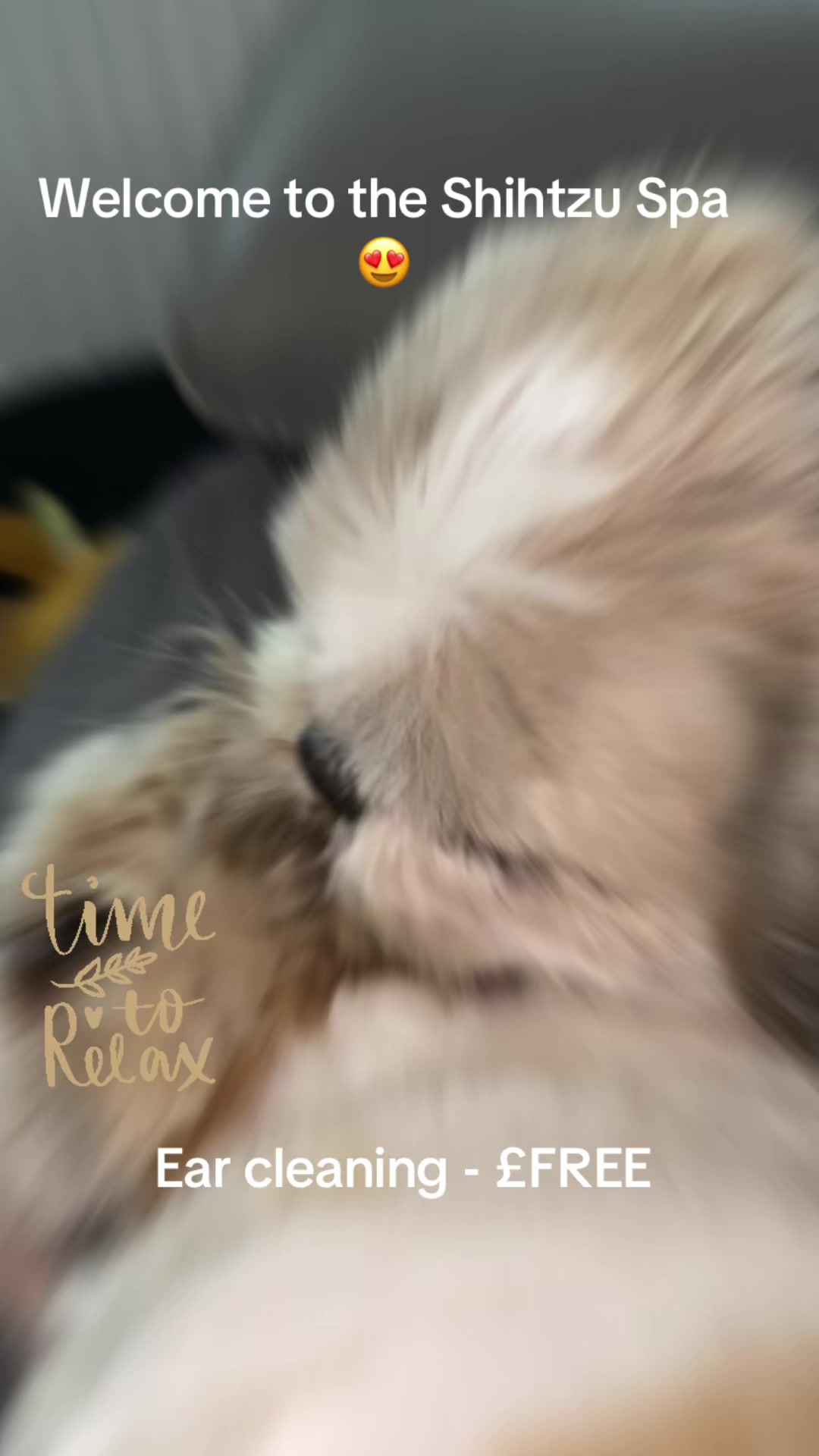 @Dotty and Daisy Shihtzu