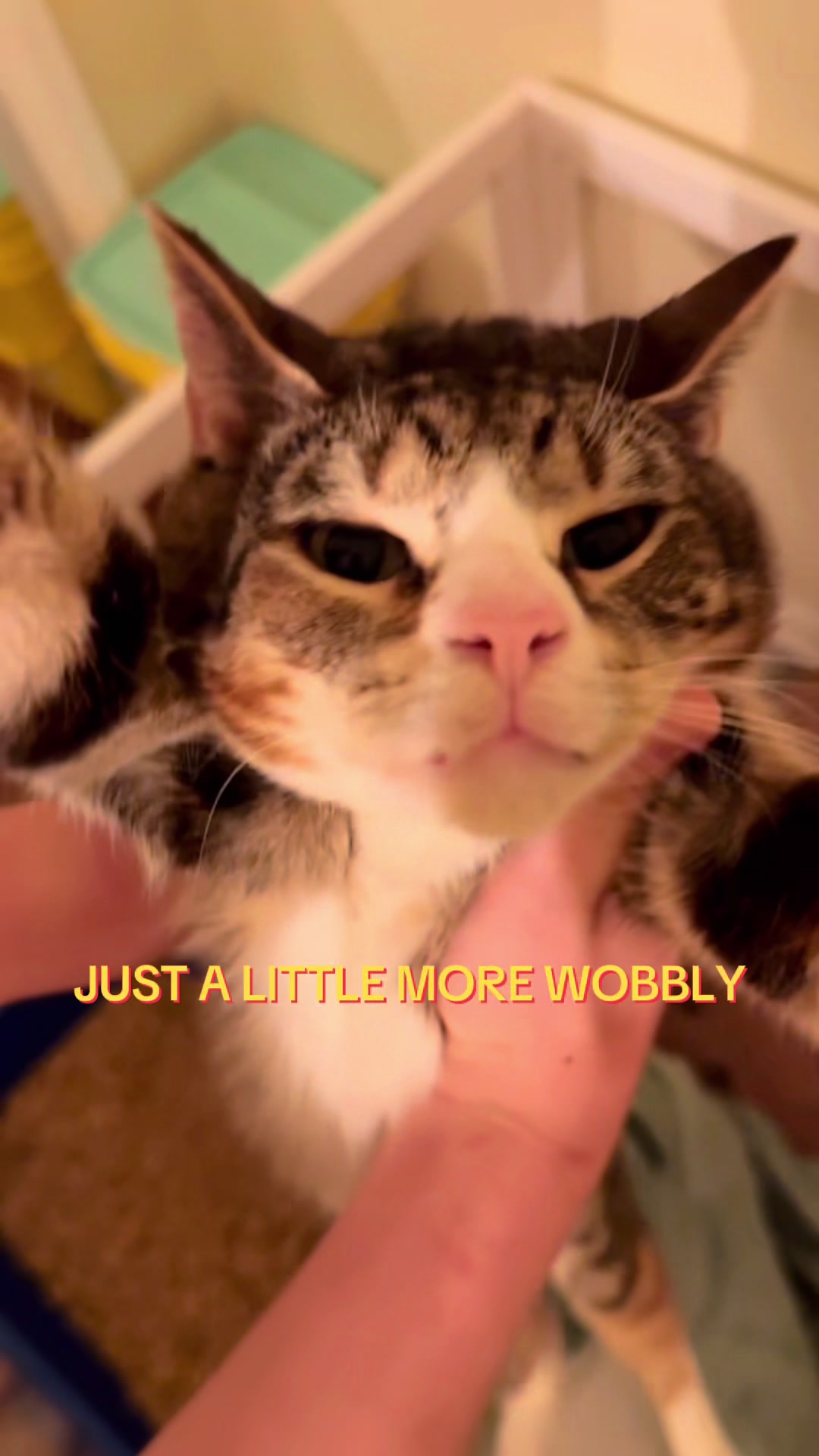 @Ollie Wobbles