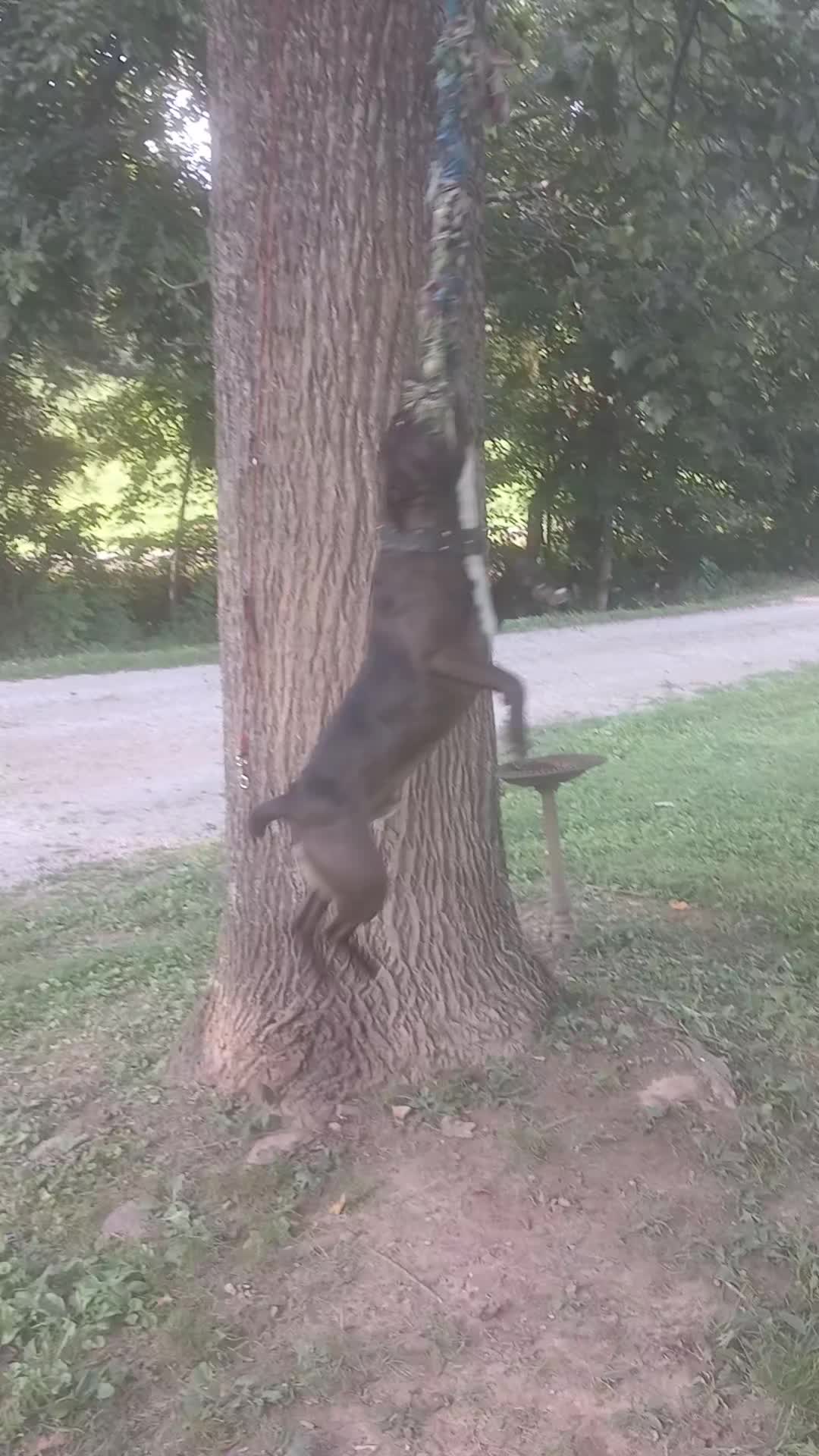 @Rebel kennel