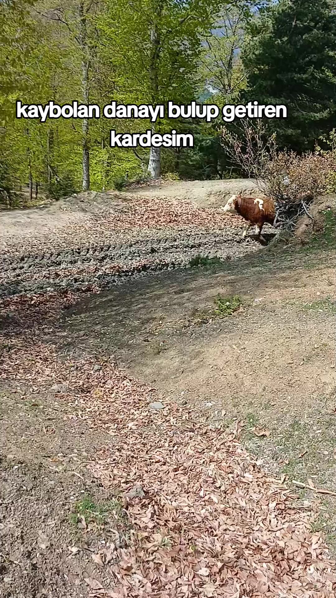 @KOYUNCUOĞLU HAYVANCILIK