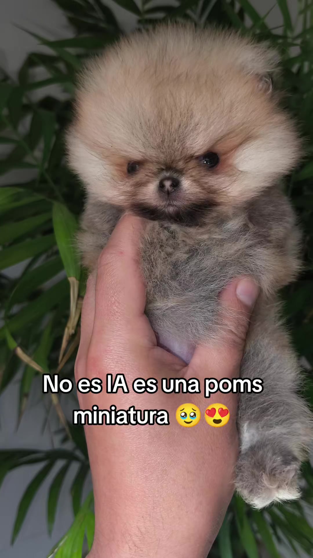 @Pomerania chile