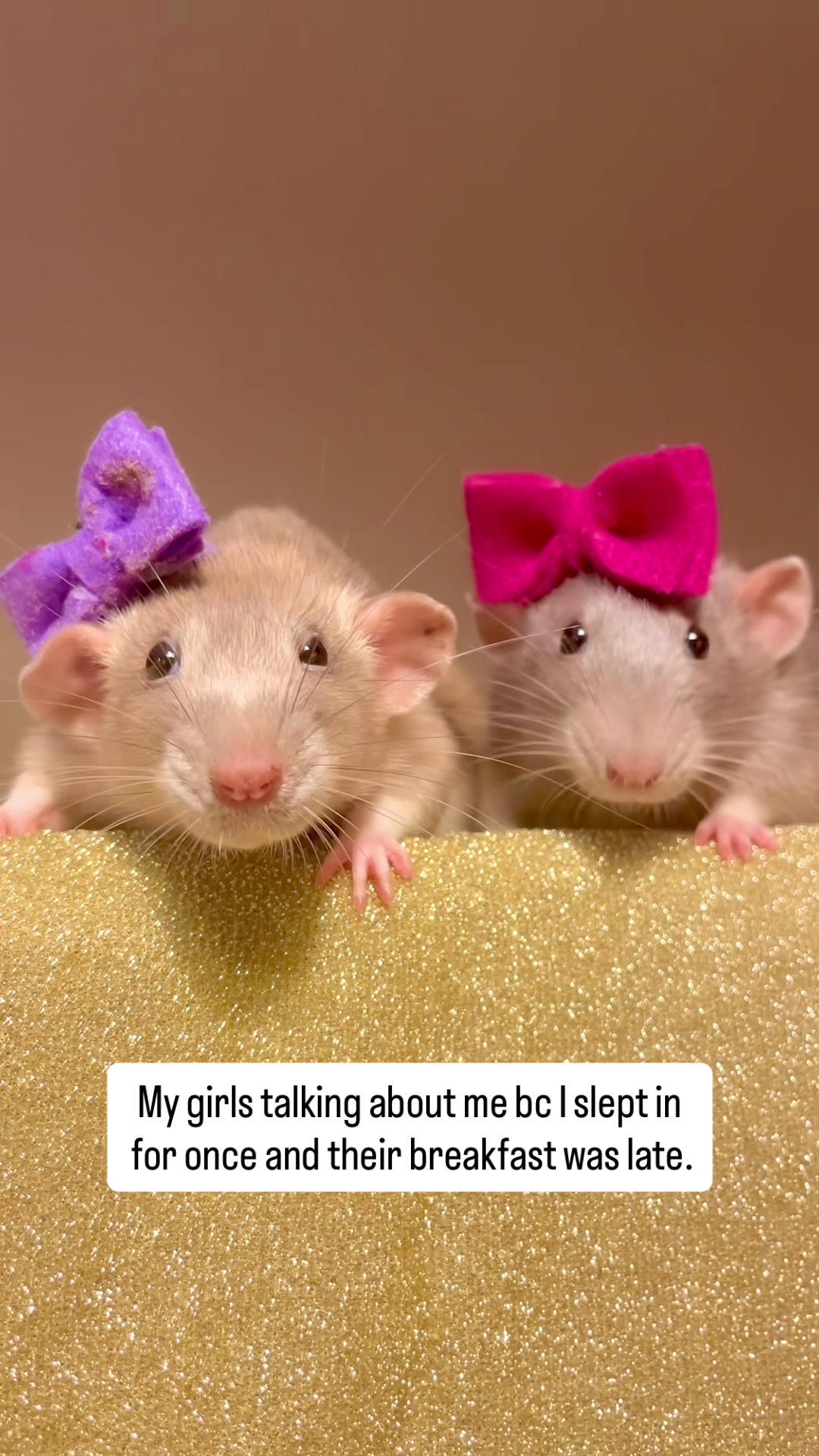 @RatsHaveFeelingsToo