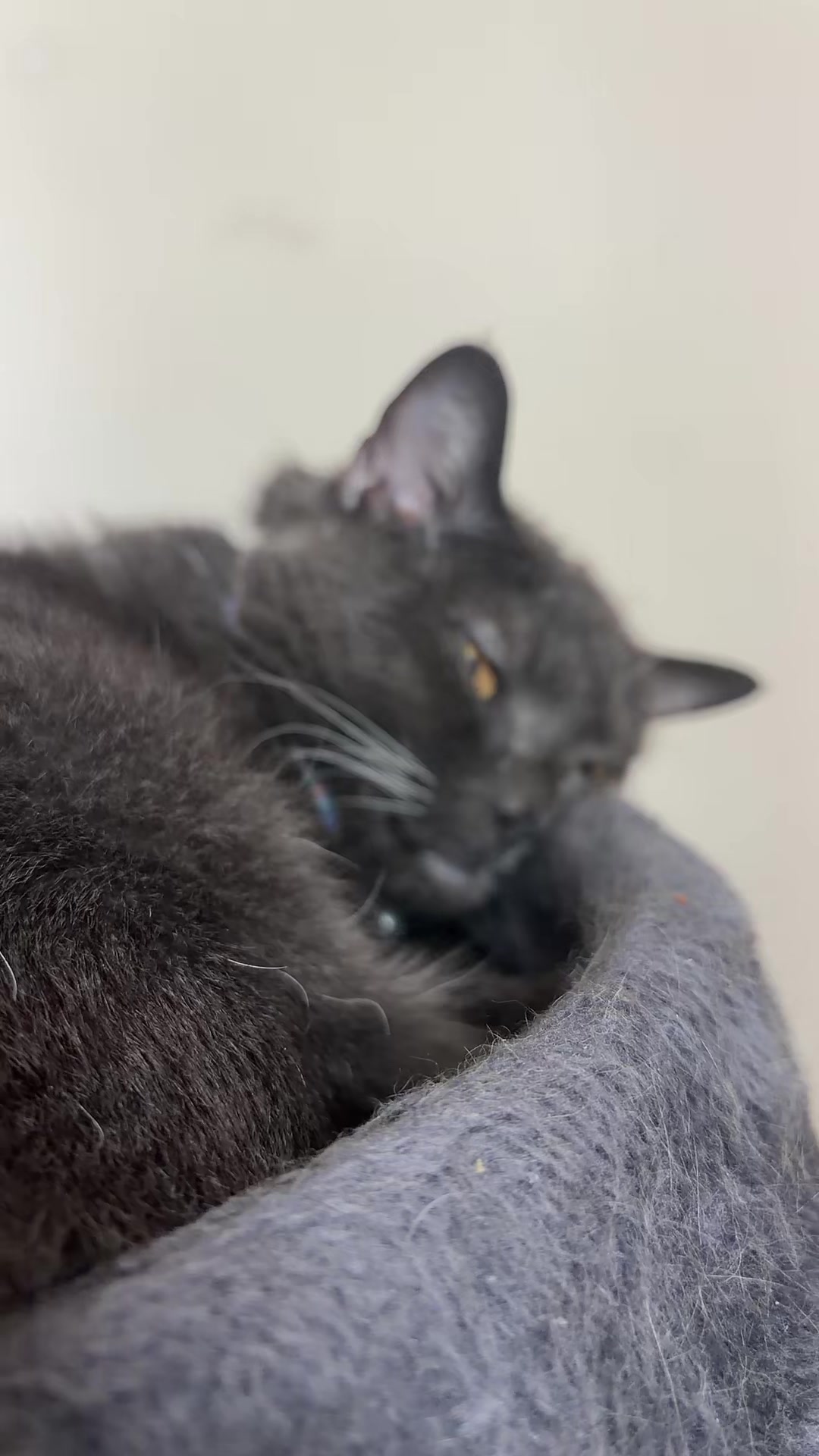 @zeldathecutecat