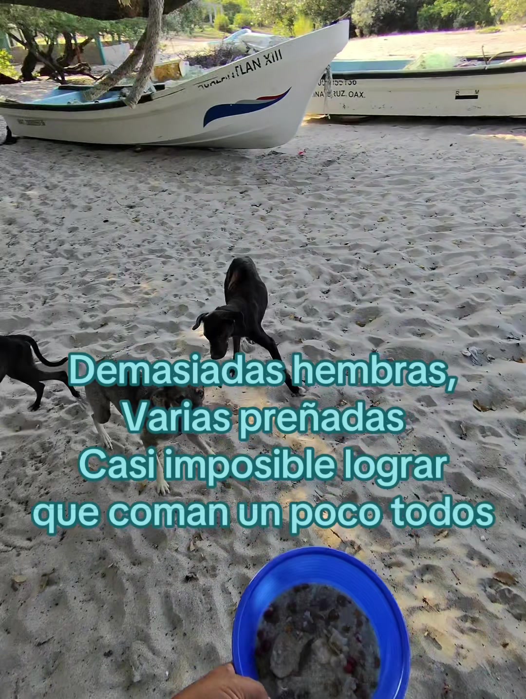 @Rescatando a los Peludos