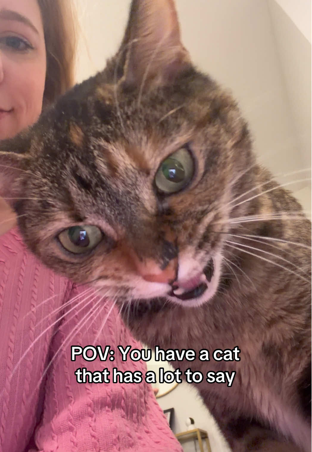 @Petal the kitty