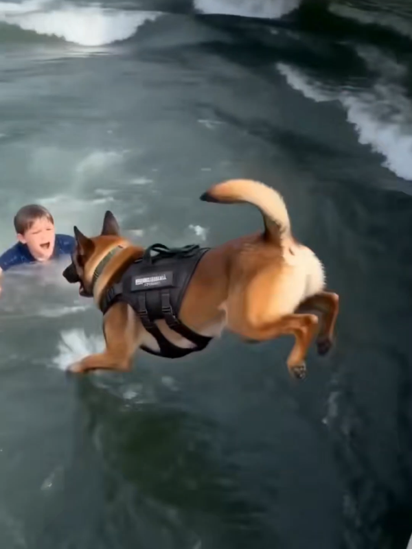 @K9 Warrior