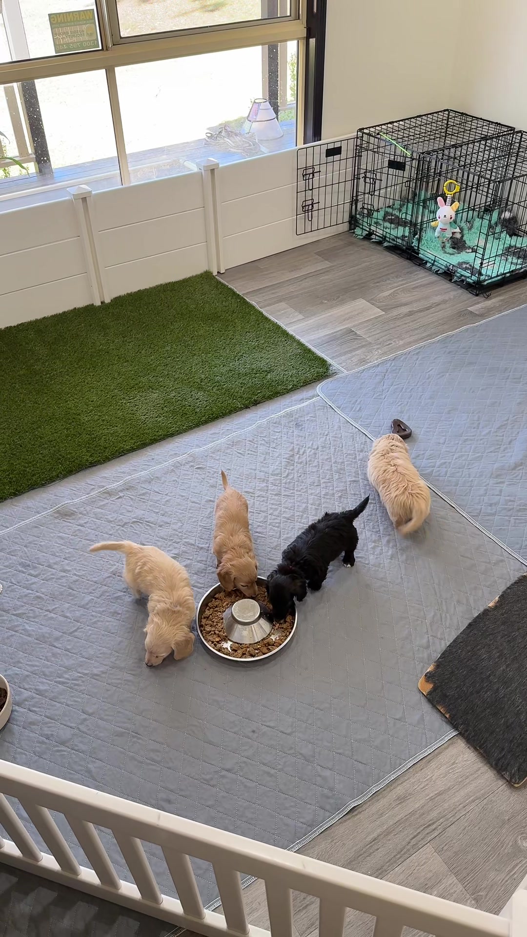 @Dachshund Dynasty
