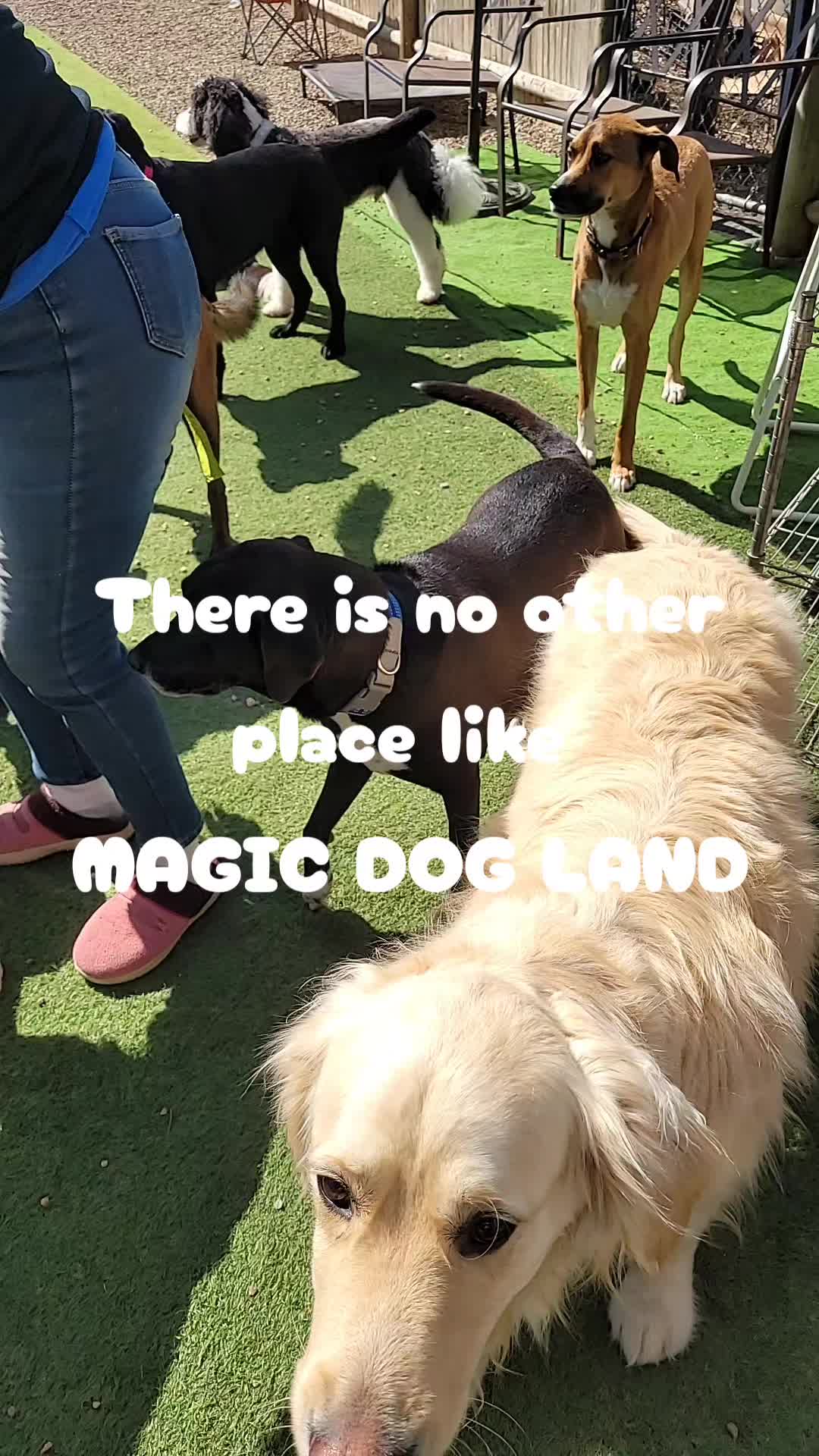 @Magicdogland.com