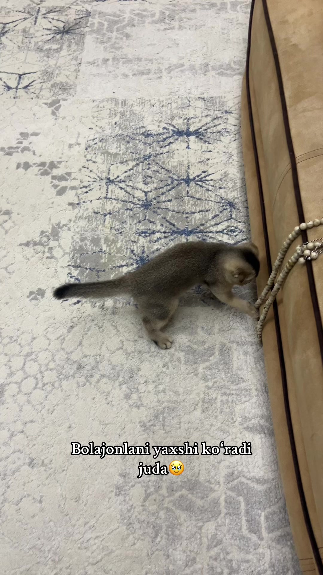 @kittens_uz
