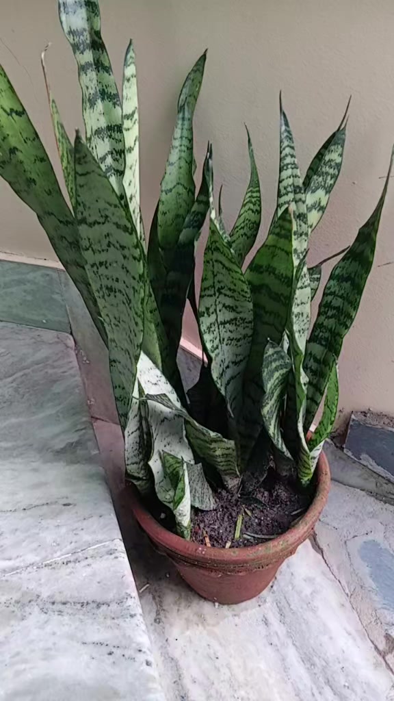 @thapasuresh748