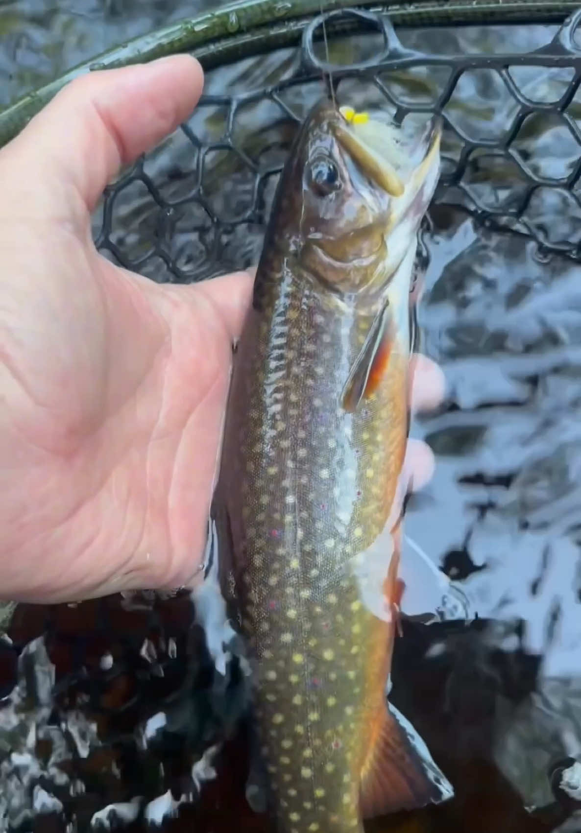 @FlyFishDelawhere