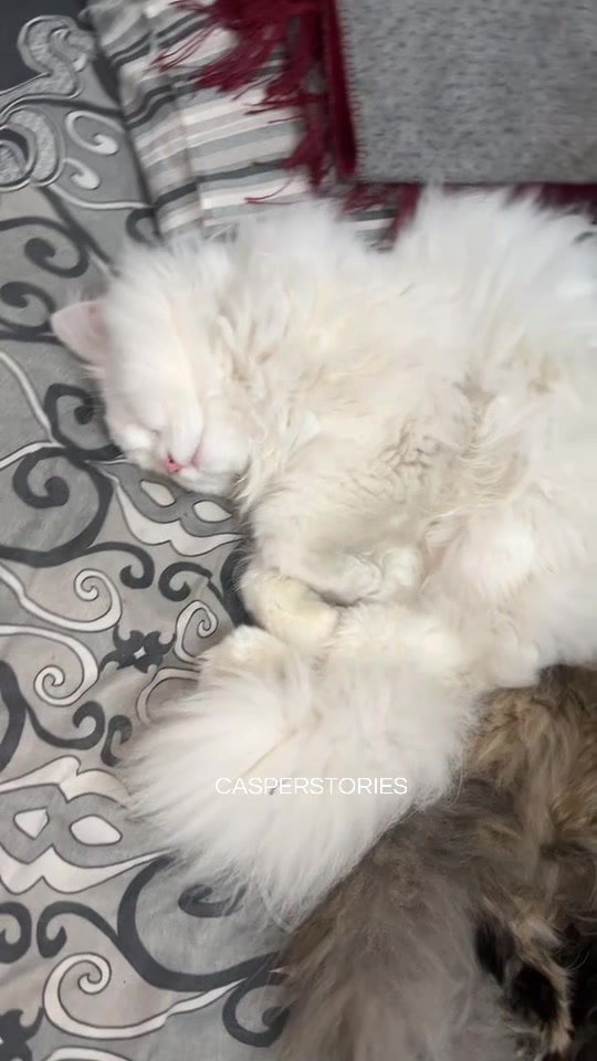 @𝑪𝒂𝒔𝒑𝒆𝒓 & 𝑴𝒊𝒏𝒏𝒊𝒆 🐾