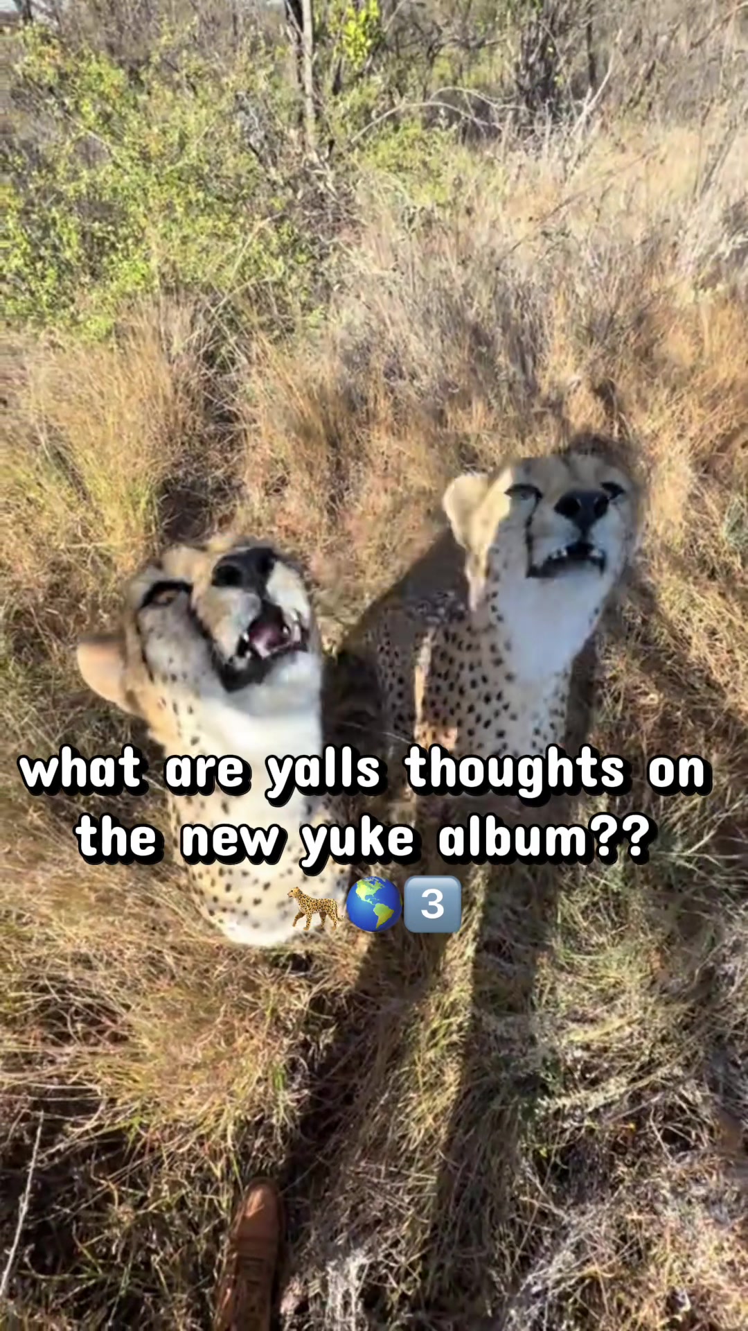 @auraful_animals
