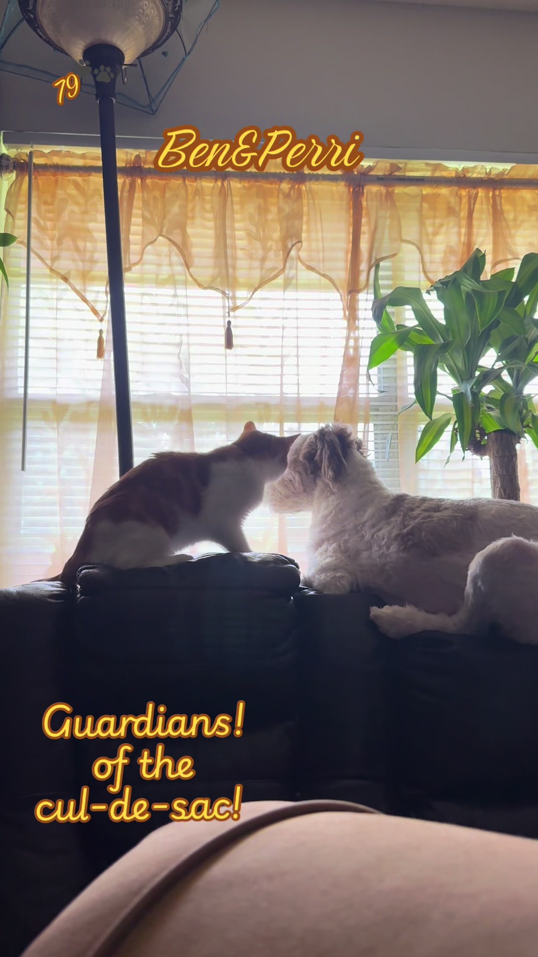 @Kittenluv #79🐾